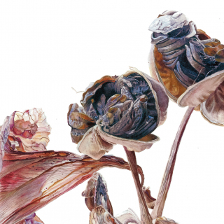 The Fool, Amaryllis seedheads