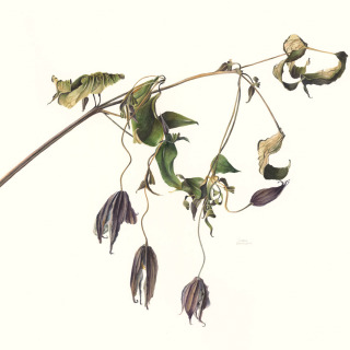 Dry Clematis