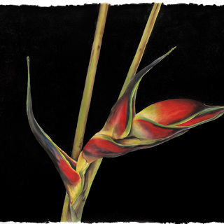 Heliconia