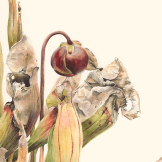 Sarracenia