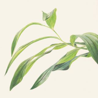 Solomons-Seal-Victoria-Braithwaite-56x38cm-scaled