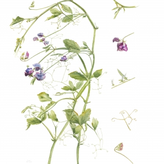 Sweet Peas