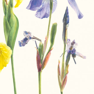 Two Irises
