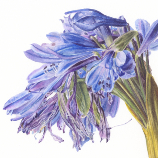 Fading agapanthus