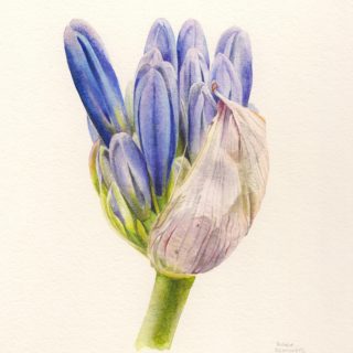 Agapanthus bud