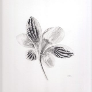 Crocus 'Gipsy Girl'