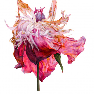 Peony Greenbank Garden II