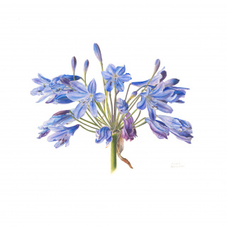 Agapanthus