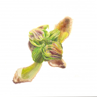 Fraxinus sieboldiana