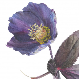 Purple Hellebore