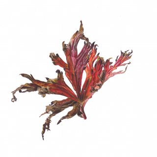 Geranium leaf