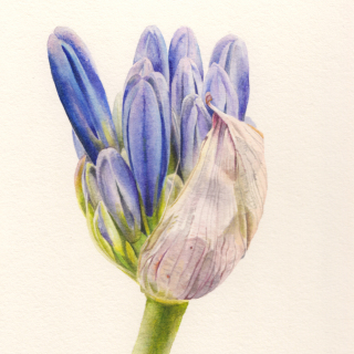 Agapanthus bud