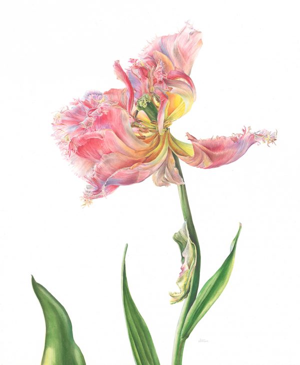 Victoria Braithwaite, Contemporary Botanical Painter, Gallery