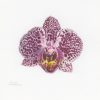 Phalaenopsis (moth orchid) study