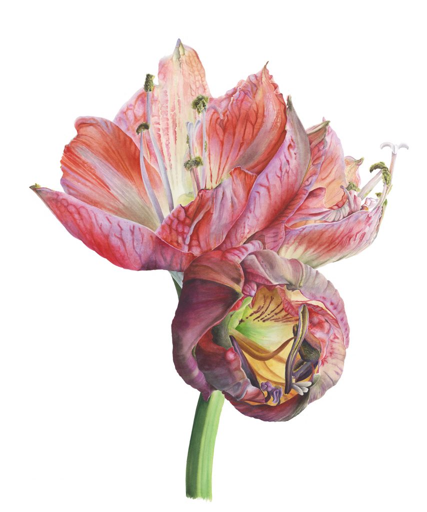 Victoria Braithwaite, contemporary botanical painter, gallery